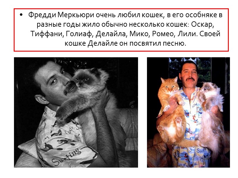 Фредди Меркьюри очень любил кошек, в его особняке в разные годы жило обычно несколько